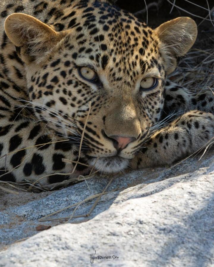 Leopard Hills Private Game Reserve Sabi Sand Game Reserve Eksteriør bilde