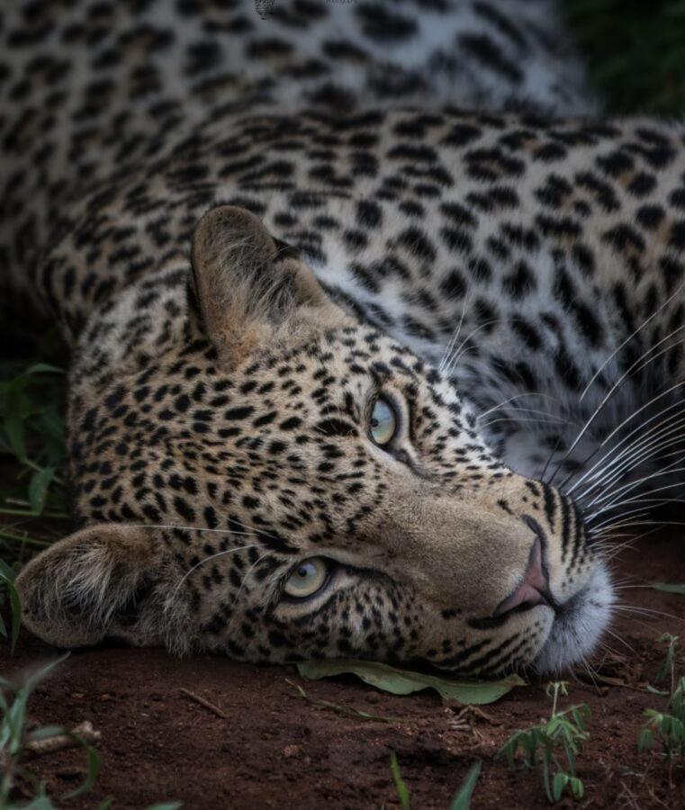 Leopard Hills Private Game Reserve Sabi Sand Game Reserve Eksteriør bilde